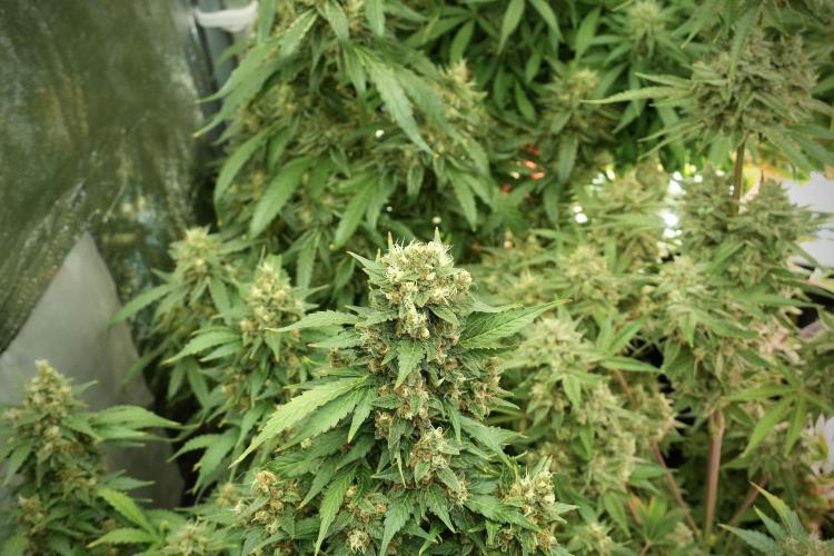 GMO Cookies Served with extra curiosity. Week 13 - GMO Cookies No veg 