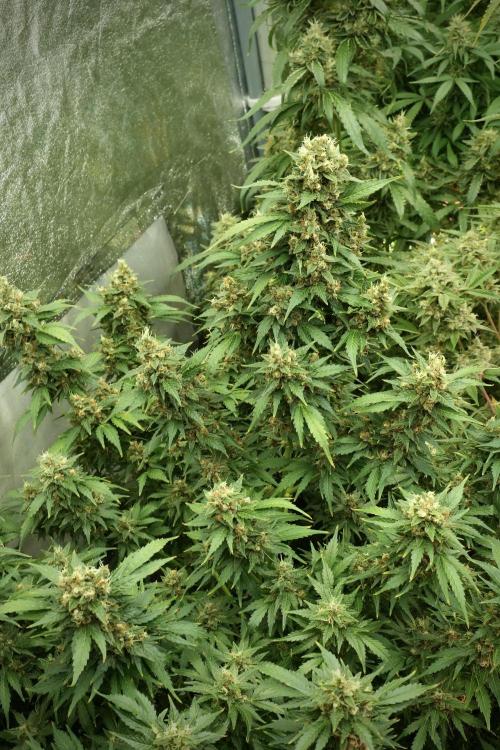GMO Cookies Served with extra curiosity. Week 13 - GMO Cookies No veg 