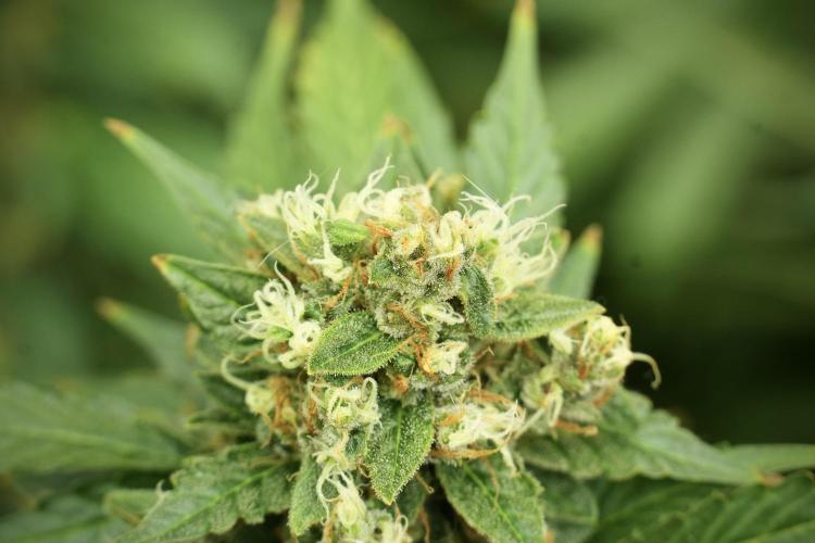 GMO Cookies Served with extra curiosity. Week 13 - GMO Cookies No veg 