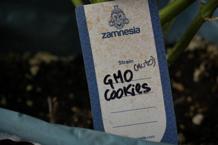 GMO Cookies Served with extra curiosity. Week 13 - GMO Cookies No veg 