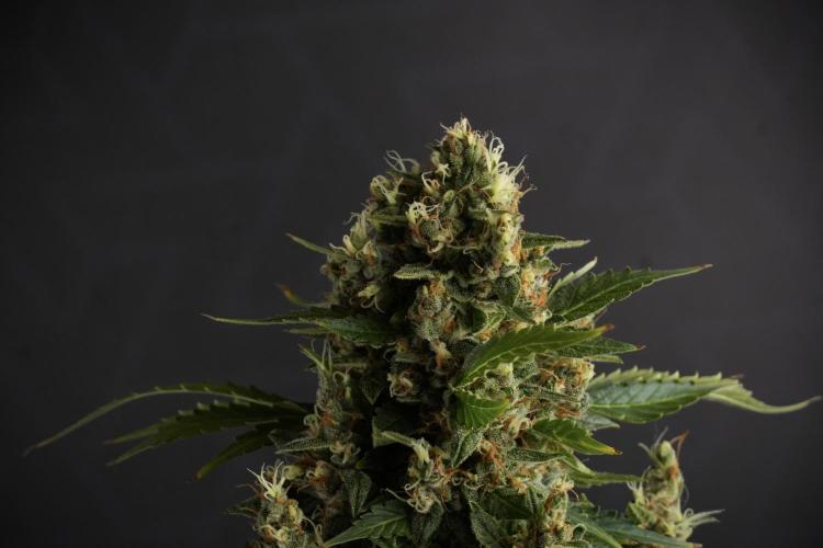 GMO Cookies Served with extra curiosity. Week 13 - GMO Cookies No veg studio time 