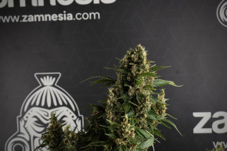 GMO Cookies Served with extra curiosity. Week 13 - GMO Cookies No veg studio time 