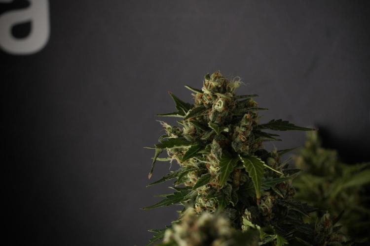 GMO Cookies Served with extra curiosity. Week 13 - GMO Cookies No veg studio time 