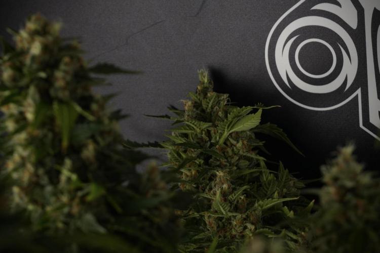 GMO Cookies Served with extra curiosity. Week 13 - GMO Cookies No veg studio time 