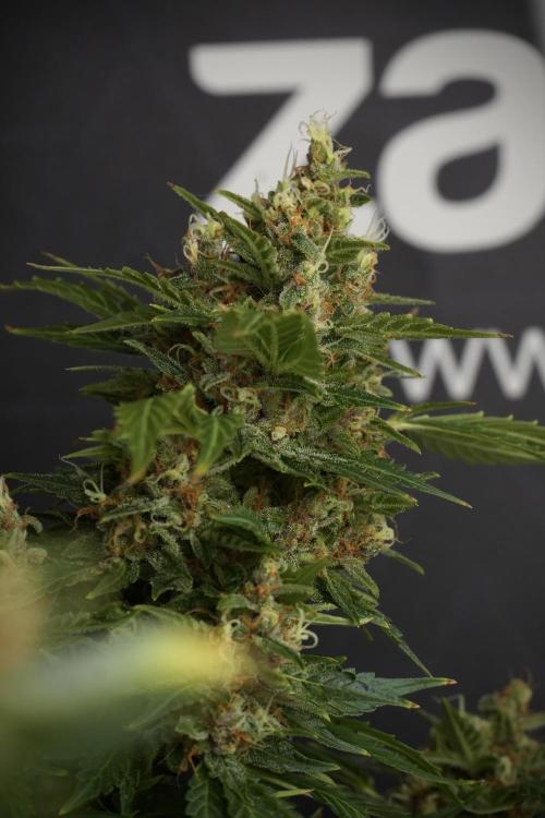 GMO Cookies Served with extra curiosity. Week 13 - GMO Cookies No veg studio time 