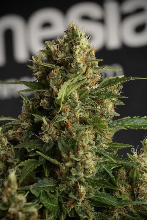 GMO Cookies Served with extra curiosity. Week 13 - GMO Cookies No veg studio time 