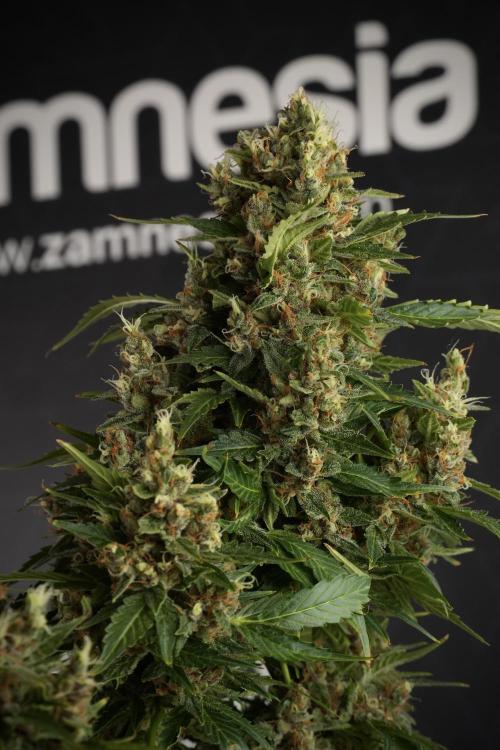 GMO Cookies Served with extra curiosity. Week 13 - GMO Cookies No veg studio time 