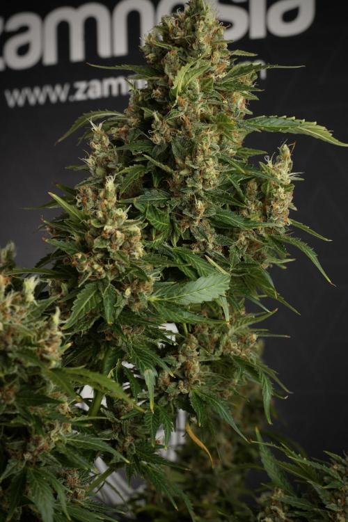 GMO Cookies Served with extra curiosity. Week 13 - GMO Cookies No veg studio time 