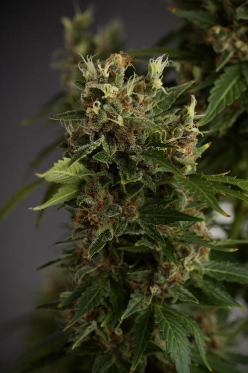 GMO Cookies Served with extra curiosity. Week 13 - GMO Cookies No veg studio time 