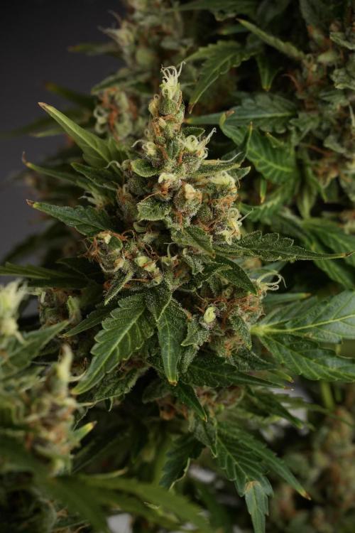 GMO Cookies Served with extra curiosity. Week 13 - GMO Cookies No veg studio time 