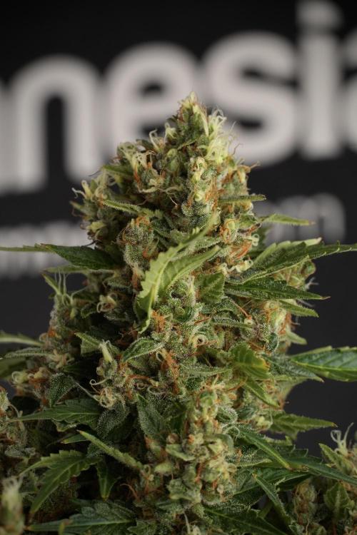 GMO Cookies Served with extra curiosity. Week 13 - GMO Cookies No veg studio time 
