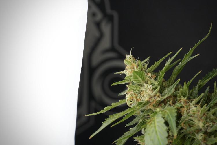 GMO Cookies Served with extra curiosity. Week 13 - GMO Cookies No veg studio time 