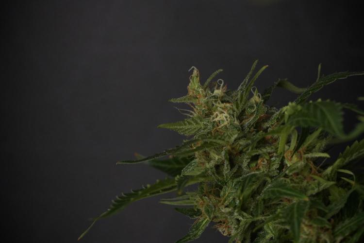 GMO Cookies Served with extra curiosity. Week 13 - GMO Cookies No veg studio time 