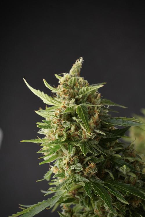 GMO Cookies Served with extra curiosity. Week 13 - GMO Cookies No veg studio time 