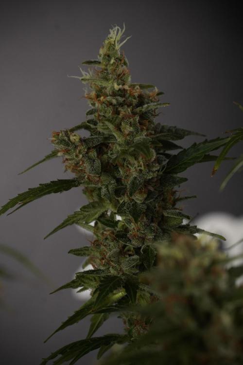 GMO Cookies Served with extra curiosity. Week 13 - GMO Cookies No veg studio time 