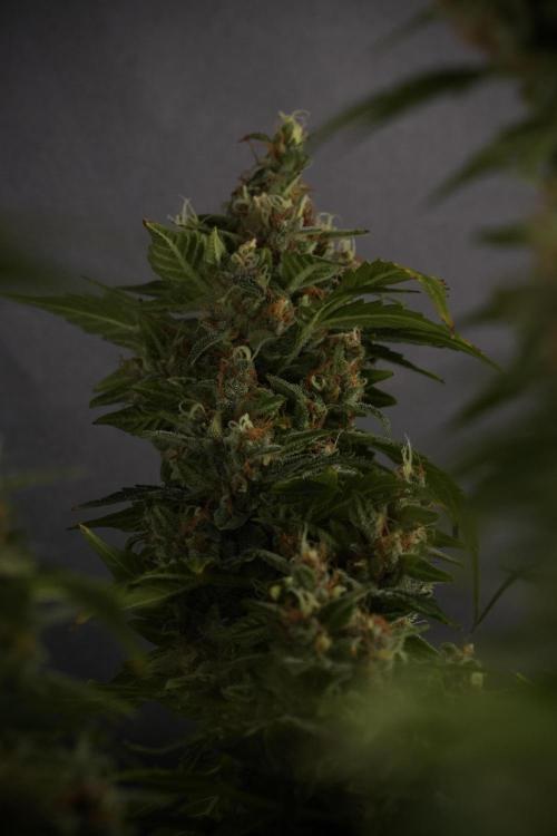 GMO Cookies Served with extra curiosity. Week 13 - GMO Cookies No veg studio time 