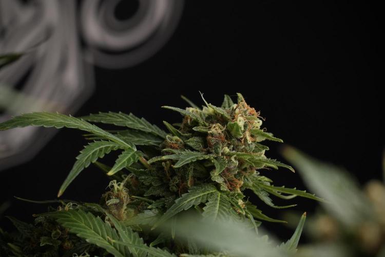 GMO Cookies Served with extra curiosity. Week 13 - GMO Cookies No veg studio time 