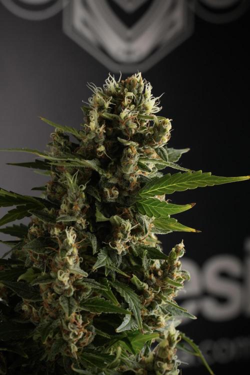 GMO Cookies Served with extra curiosity. Week 13 - GMO Cookies No veg studio time 
