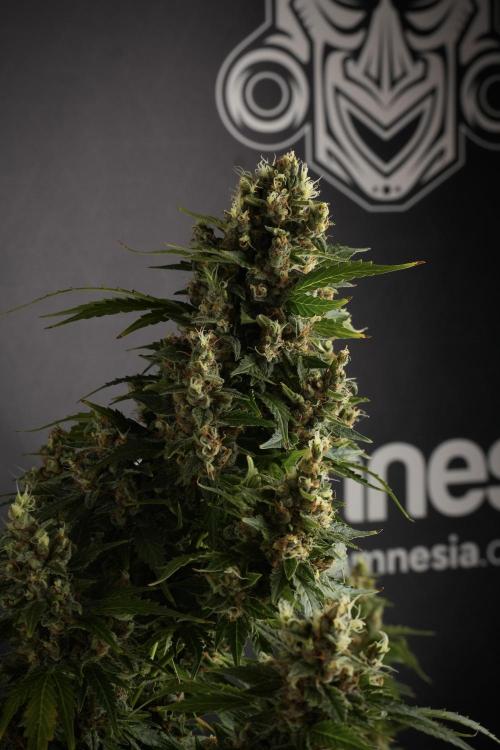 GMO Cookies Served with extra curiosity. Week 13 - GMO Cookies No veg studio time 