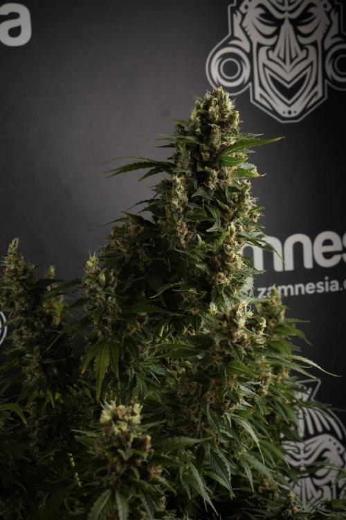 GMO Cookies Served with extra curiosity. Week 13 - GMO Cookies No veg studio time 