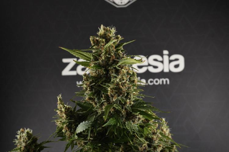 GMO Cookies Served with extra curiosity. Week 13 - GMO Cookies No veg studio time 