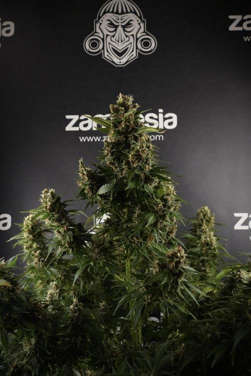 GMO Cookies Served with extra curiosity. Week 13 - GMO Cookies No veg studio time 
