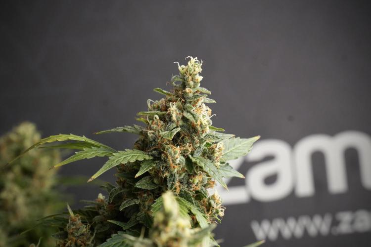 GMO Cookies Served with extra curiosity. Week 13 - GMO Cookies No veg studio time 