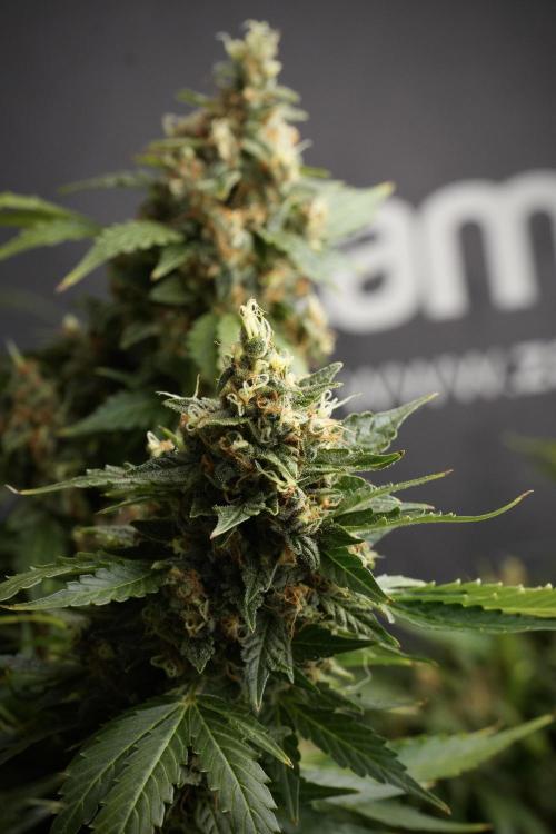 GMO Cookies Served with extra curiosity. Week 13 - GMO Cookies No veg studio time 