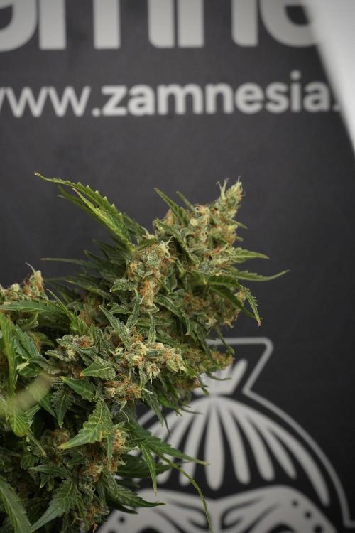 GMO Cookies Served with extra curiosity. Week 13 - GMO Cookies No veg studio time 