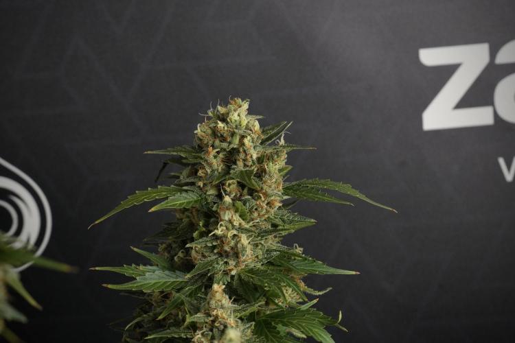 GMO Cookies Served with extra curiosity. Week 13 - GMO Cookies No veg studio time 