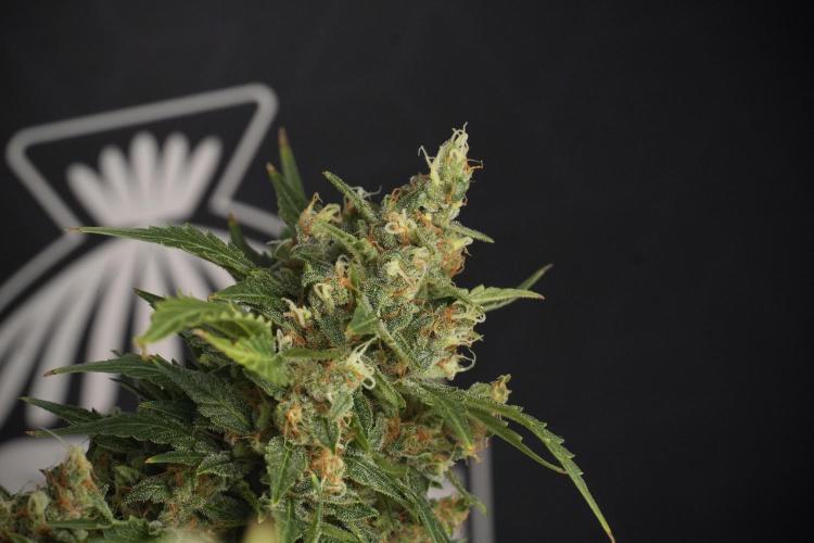 GMO Cookies Served with extra curiosity. Week 13 - GMO Cookies No veg studio time 