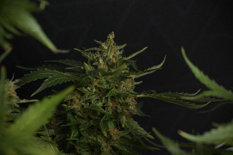 GMO Cookies Served with extra curiosity. Week 13 - GMO Cookies No veg studio time 