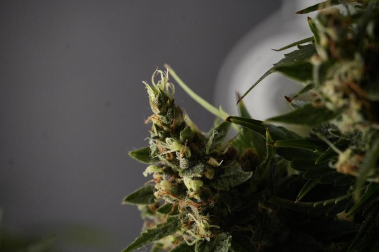 GMO Cookies Served with extra curiosity. Week 13 - GMO Cookies No veg studio time 