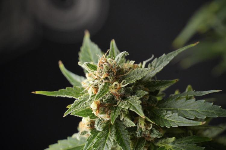 GMO Cookies Served with extra curiosity. Week 13 - GMO Cookies No veg studio time 