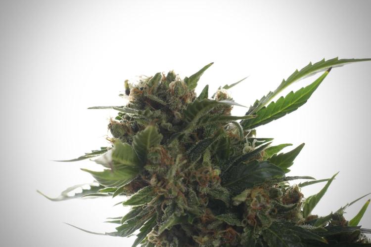 GMO Cookies Served with extra curiosity. Week 13 - GMO Cookies No veg studio time 