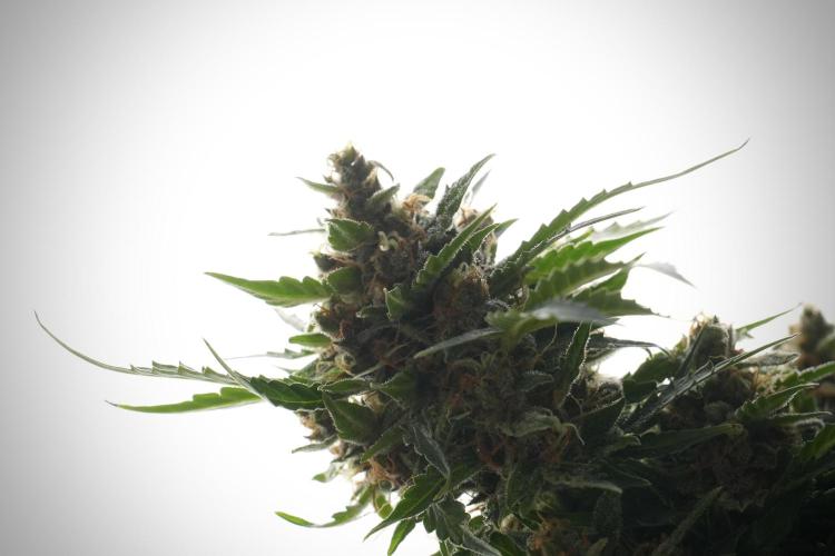 GMO Cookies Served with extra curiosity. Week 13 - GMO Cookies No veg studio time 