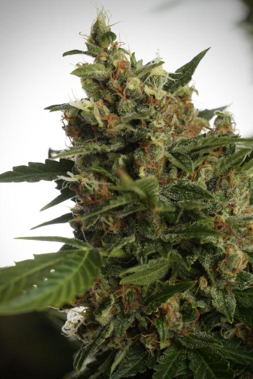 GMO Cookies Served with extra curiosity. Week 13 - GMO Cookies No veg studio time 