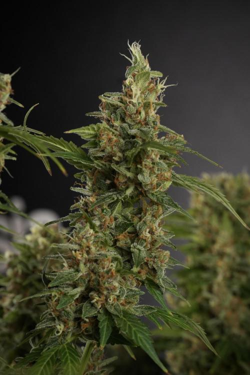 GMO Cookies Served with extra curiosity. Week 13 - GMO Cookies No veg studio time 