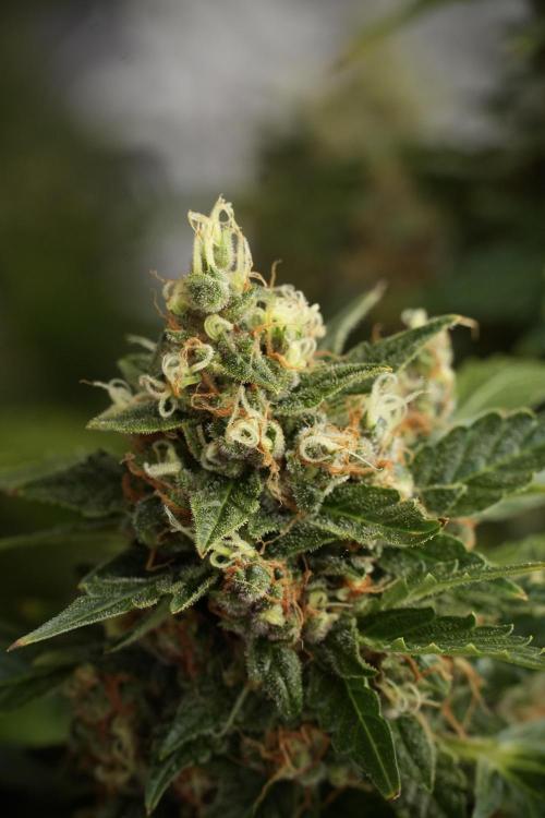 GMO Cookies Served with extra curiosity. Week 13 - GMO Cookies No veg studio time 