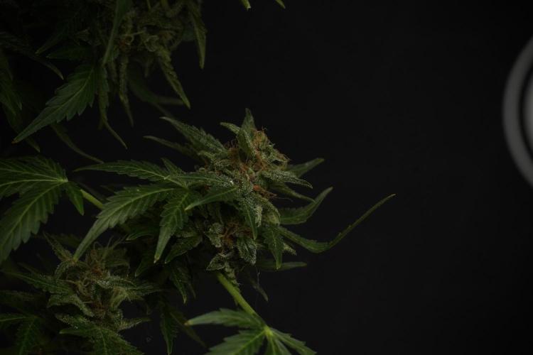 GMO Cookies Served with extra curiosity. Week 13 - GMO Cookies No veg studio time 