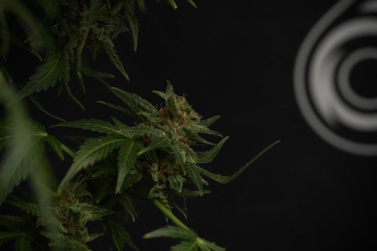 GMO Cookies Served with extra curiosity. Week 13 - GMO Cookies No veg studio time 