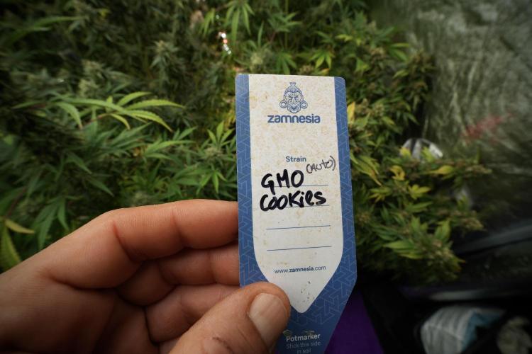 GMO Cookies Served with extra curiosity. Week 13 - GMO Cookies No veg 12-121 from seed