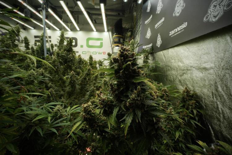 GMO Cookies Served with extra curiosity. Week 13 - GMO Cookies No veg 12-121 from seed