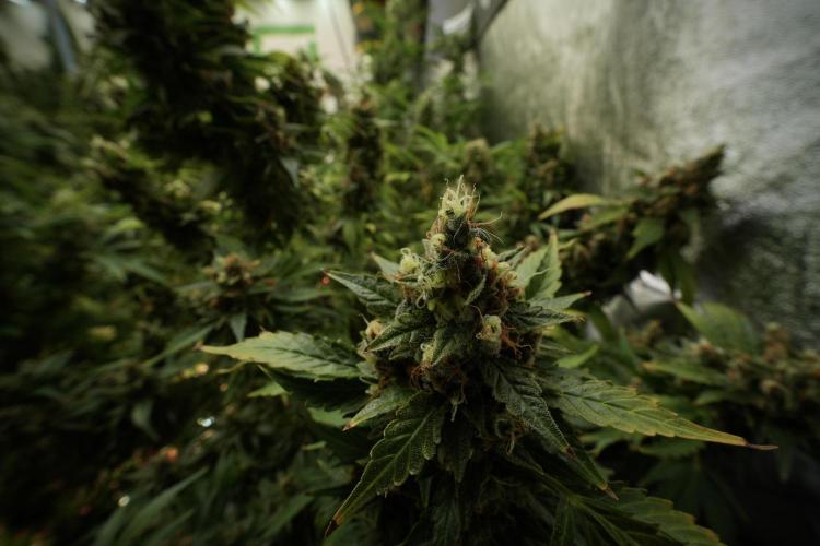 GMO Cookies Served with extra curiosity. Week 13 - GMO Cookies No veg 12-121 from seed