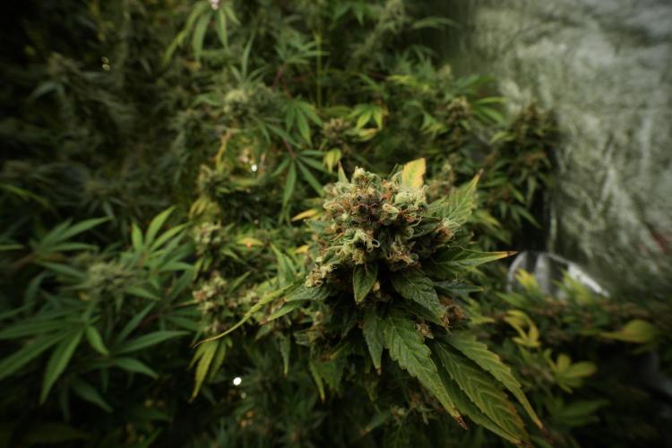 GMO Cookies Served with extra curiosity. Week 13 - GMO Cookies No veg 12-121 from seed