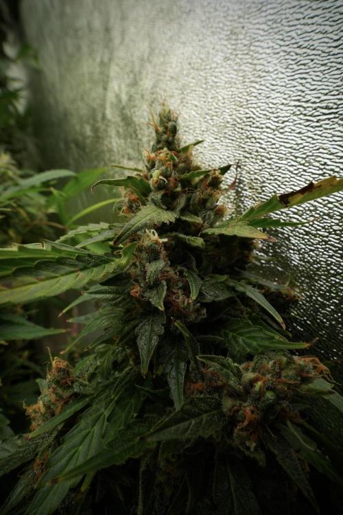 GMO Cookies Served with extra curiosity. Week 13 - GMO Cookies No veg 12-121 from seed