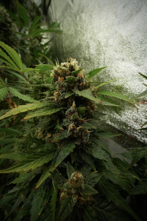 GMO Cookies Served with extra curiosity. Week 13 - GMO Cookies No veg 12-121 from seed