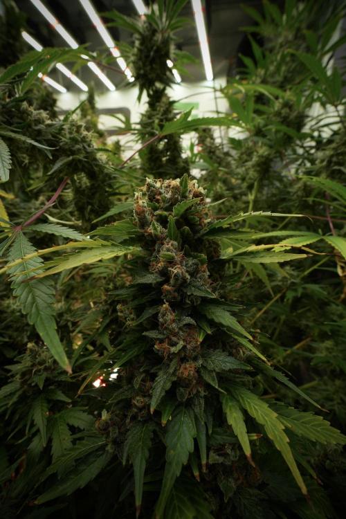GMO Cookies Served with extra curiosity. Week 13 - GMO Cookies No veg 12-121 from seed