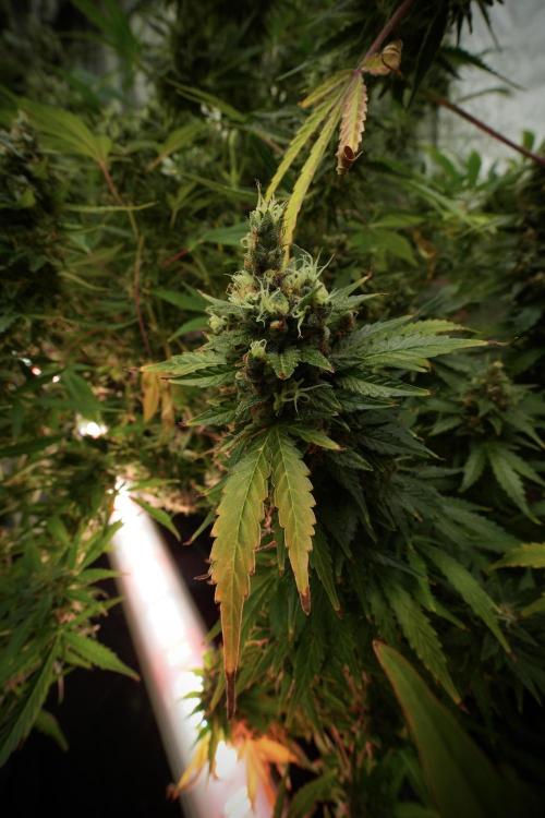 GMO Cookies Served with extra curiosity. Week 13 - GMO Cookies No veg 12-121 from seed
