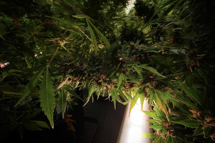 GMO Cookies Served with extra curiosity. Week 13 - GMO Cookies No veg 12-121 from seed